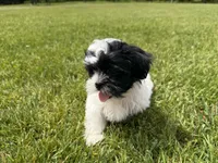 Jo, a female Bichon Frise and Shih Tzu for sale in Athens, WI – 3 of 10