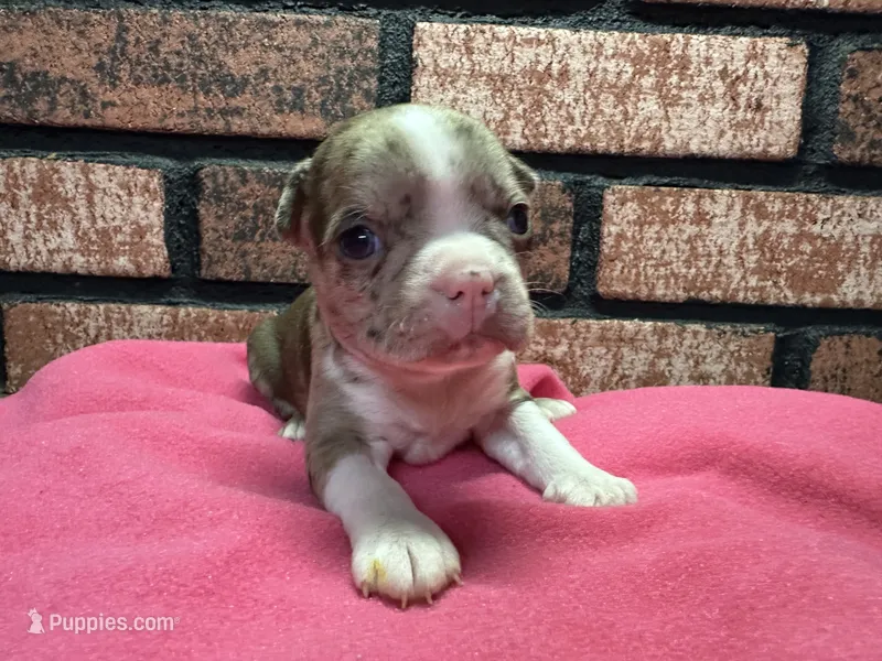 Paige, a female Boston Terrier for sale in Athens, WI – 1 of 3