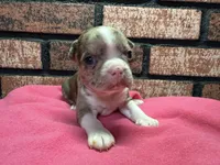 Paige, a female Boston Terrier for sale in Athens, WI – 1 of 3