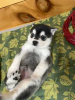 Vince, a male Pomsky for sale in Athens, WI – 6 of 10