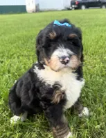 Sunny, a female Bernedoodle for sale in Athens, WI – 3 of 10