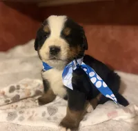 AKC Vinnie, a male Bernese Mountain Dog for sale in Athens, WI – 6 of 10