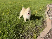Alex, a male Pomimo for sale in Athens, WI – 2 of 10