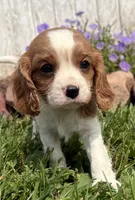 Spencer, a male Cavalier King Charles Spaniel for sale in Athens, WI – 4 of 10