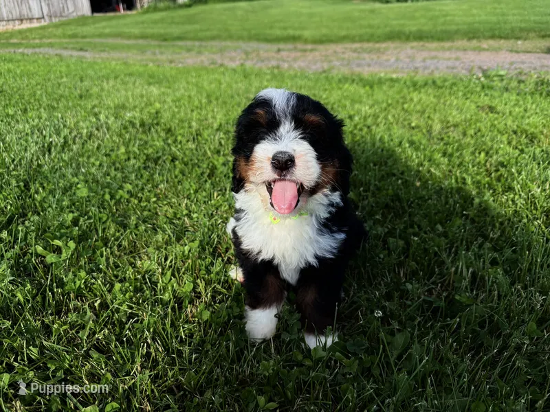 Travis – Bernedoodle puppy for sale in Athens, WI