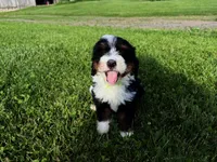 Travis, a male Bernedoodle for sale in Athens, WI – 1 of 10