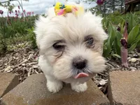 Lynn, a female Poodle - Miniature  and Mal Shi for sale in Athens, WI – 3 of 10