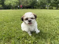 Jon, a male Bichon Frise and Shih Tzu for sale in Athens, WI – 8 of 10