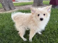 Alex, a male Pomimo for sale in Athens, WI – 10 of 10