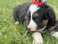 Zoey, a female Australian Shepherd and Border Collie for sale in Athens, WI – 3 of 10