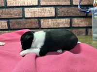 Pyper, a female Boston Terrier for sale in Athens, WI – 3 of 3