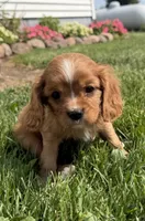 Savanna , a female Cavalier King Charles Spaniel for sale in Athens, WI – 2 of 9