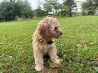 Samson, a male Miniature Goldendoodle for sale in Athens, WI – 4 of 10