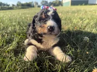 Skye, a female Bernedoodle for sale in Athens, WI – 9 of 10
