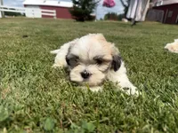 Buddy, a male Bichon Frise and Shih Tzu for sale in Athens, WI – 7 of 10