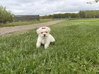 Lexi, a female Poodle - Miniature  and Mal Shi for sale in Athens, WI – 5 of 10