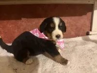 AKC Vicky, a female Bernese Mountain Dog for sale in Athens, WI – 10 of 10