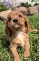 Sawyer, a male Cavalier King Charles Spaniel for sale in Athens, WI – 2 of 10