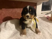 AKC Vern, a male Bernese Mountain Dog for sale in Athens, WI – 8 of 10