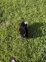Gill, a male Bernese Mountain Dog for sale in Athens, WI – 9 of 10