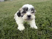 Whitey, a male Bichon Frise and Shih Tzu for sale in Athens, WI – 2 of 10