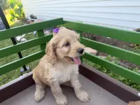 Carrie, a female Cockapoo for sale in Athens, WI – 10 of 10