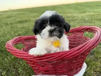 Danny, a male Bichon Frise and Shih Tzu for sale in Athens, WI – 5 of 10