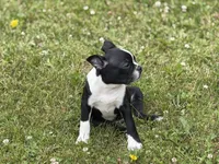 Rex, a male Boston Terrier for sale in Athens, WI – 7 of 10