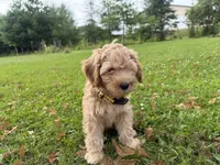Samson, a male Miniature Goldendoodle for sale in Athens, WI – 7 of 10