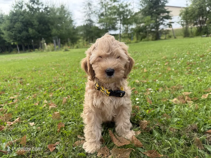 Samson – Miniature Goldendoodle puppy for sale in Athens, WI