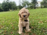 Samson, a male Miniature Goldendoodle for sale in Athens, WI – 1 of 10
