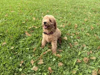 Shep, a male Miniature Goldendoodle for sale in Athens, WI – 6 of 10