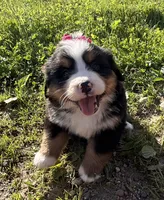 Georgia, a female Bernese Mountain Dog for sale in Athens, WI – 4 of 10