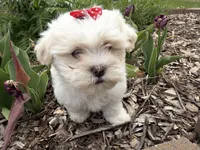 Lexi, a female Poodle - Miniature  and Mal Shi for sale in Athens, WI – 7 of 10