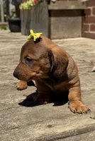 Queen , a female Miniature Dachshund for sale in Athens, WI – 9 of 10