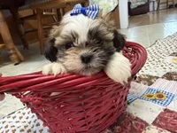 Firecracker, a female Shih Tzu for sale in Athens, WI – 8 of 10