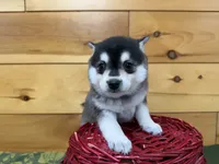 Vince, a male Pomsky for sale in Athens, WI – 1 of 10