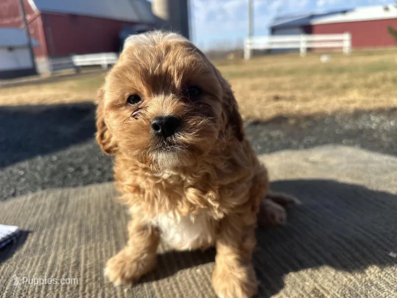 Everest – Cavapoo puppy on hold in Athens, WI