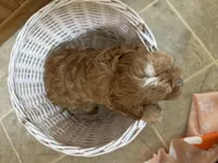 Everest, a male Cavapoo for sale in Athens, WI – Photo 6 of 7