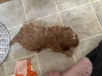 Everest, a male Cavapoo for sale in Athens, WI – Photo 7 of 7