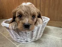 Everest, a male Cavapoo for sale in Athens, WI – Photo 5 of 7
