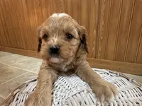 Everest, a male Cavapoo for sale in Athens, WI – Photo 3 of 7