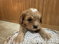 Everest, a male Cavapoo for sale in Athens, WI – Photo 4 of 7