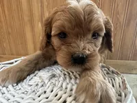 Everest, a male Cavapoo for sale in Athens, WI – Photo 1 of 7