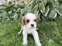 AKC Bristol , a female Cavalier King Charles Spaniel for sale in Athens, WI – 9 of 10