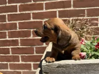 Quincy , a male Miniature Dachshund for sale in Athens, WI – 9 of 10