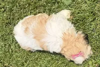 Julie, a female Bichon Frise and Shih Tzu for sale in Athens, WI – 2 of 10