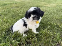 Danny, a male Bichon Frise and Shih Tzu for sale in Athens, WI – 9 of 10