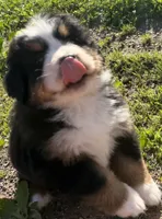 AKC Gabby, a female Bernese Mountain Dog for sale in Athens, WI – 5 of 10