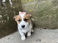 Rosy, a female Border Collie and Pembroke Welsh Corgi for sale in Athens, WI – Photo 2 of 10